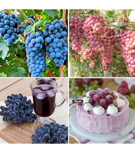 Amazon.com : QAUZUY GARDEN 70 Purple Finger Grape Seeds (Vitis